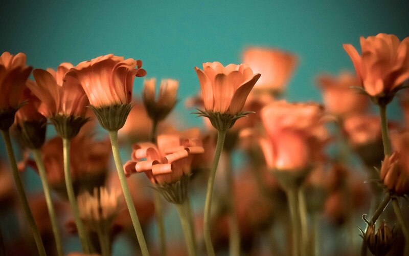 Orange Daisies in Field — Serene