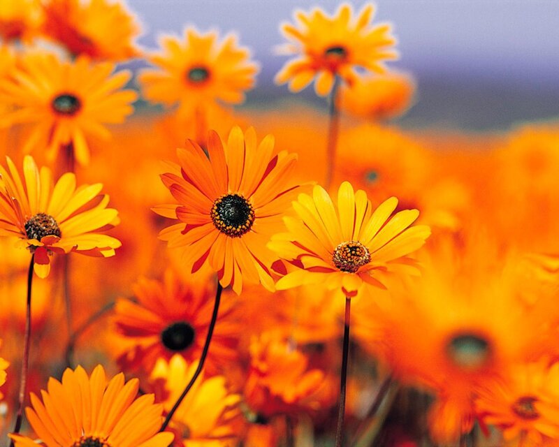 Orange Daisies in Field — Vibrant, Afternoon, Photograph
