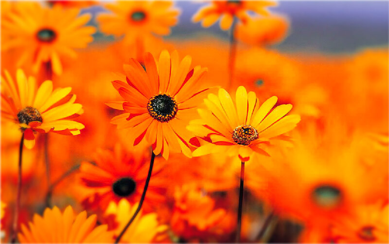 Orange Daisies in Field — Vibrant