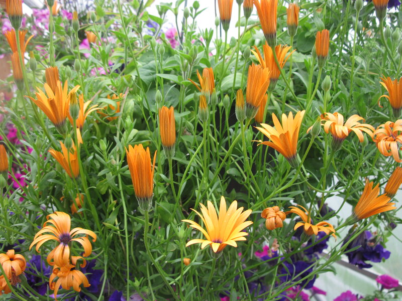Orange Daisies in Garden — Calm