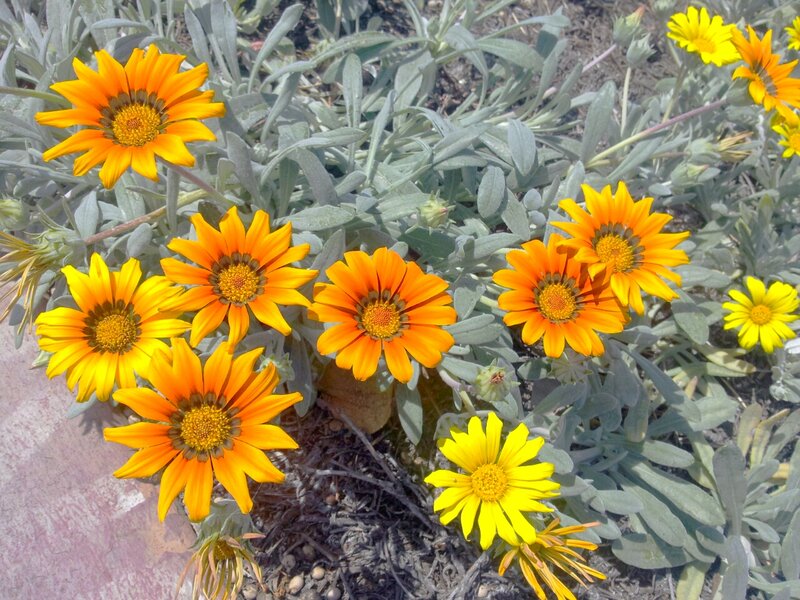 Orange Daisies in Garden — Yellow