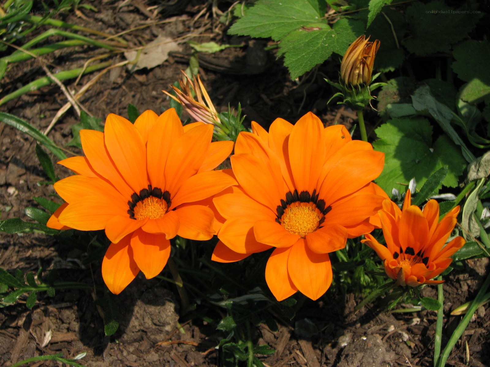 Orange daisies in garden
