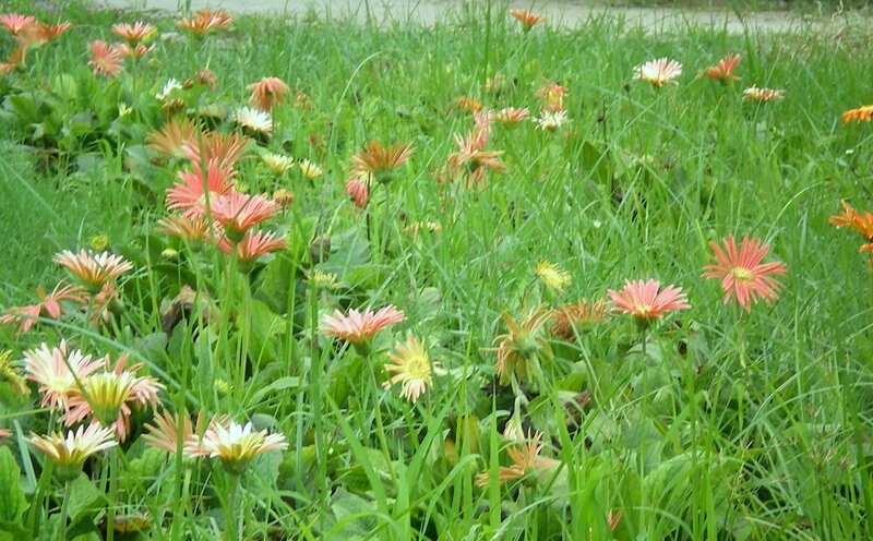 Orange Daisies in Grass — Green