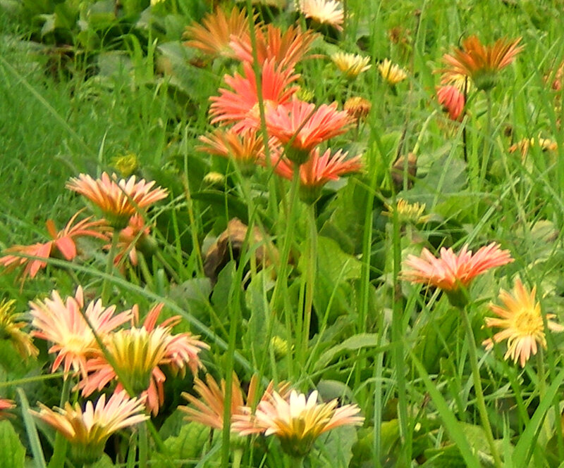 Orange Daisies in Grass