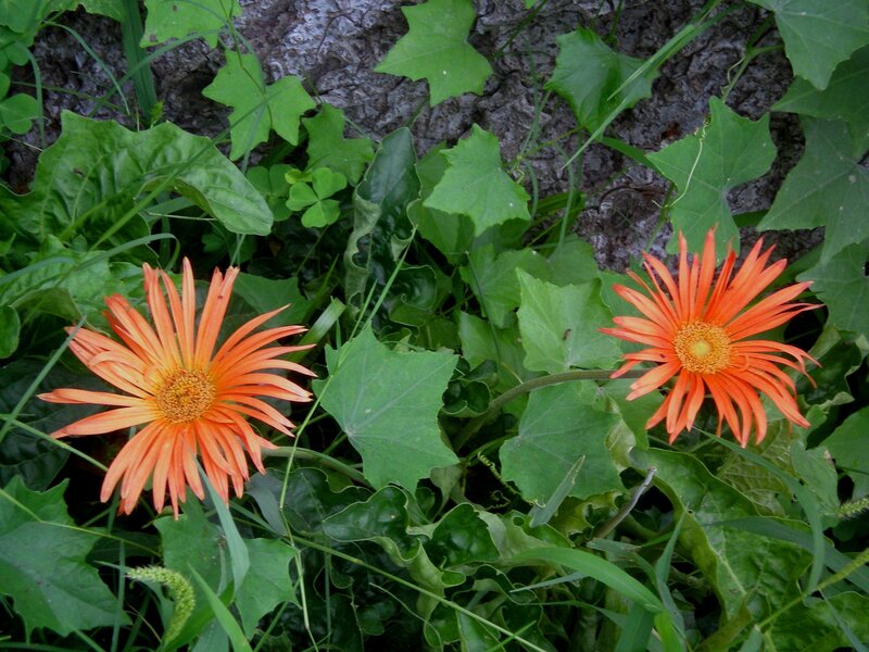 Orange daisies in green foliage