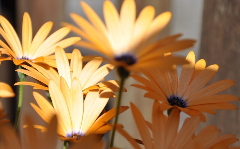 Orange Daisies in Sunlight