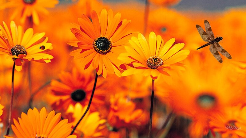 Orange Daisies with Insects