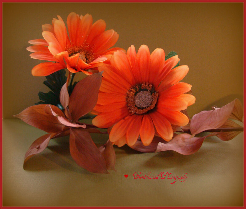 Orange Daisies with Leaves