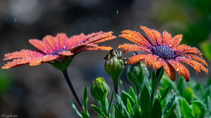 Orange Daisies with Water Droplets