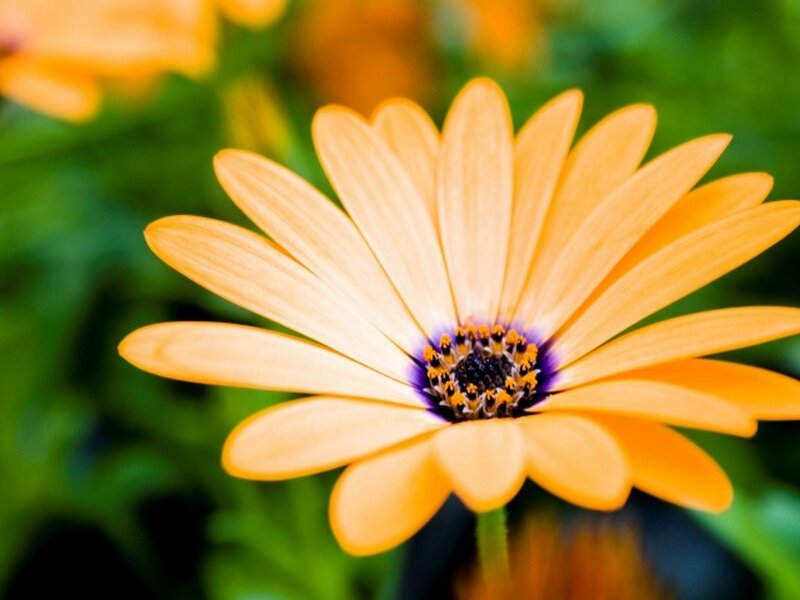 Orange daisy flower