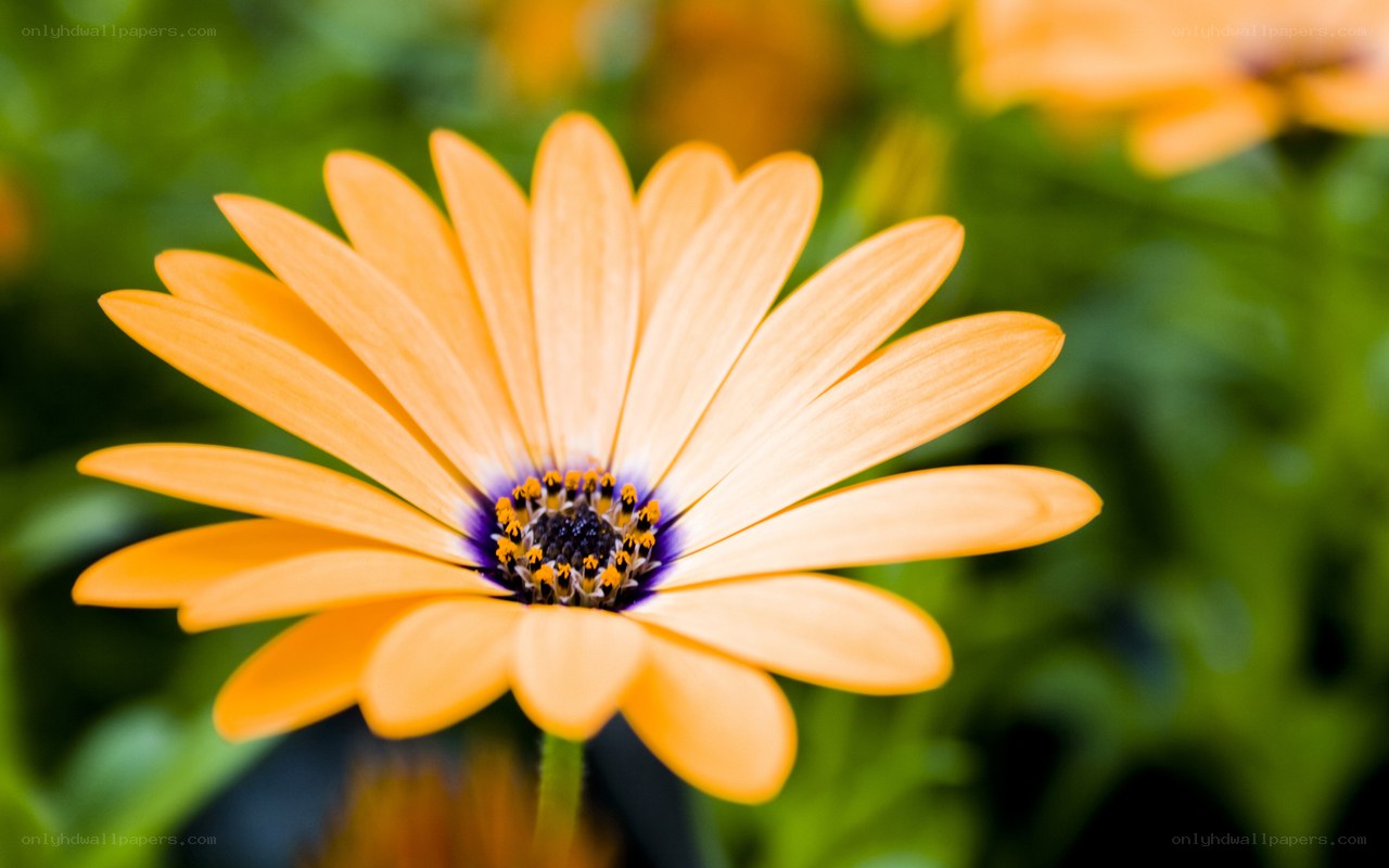 orange daisy flower