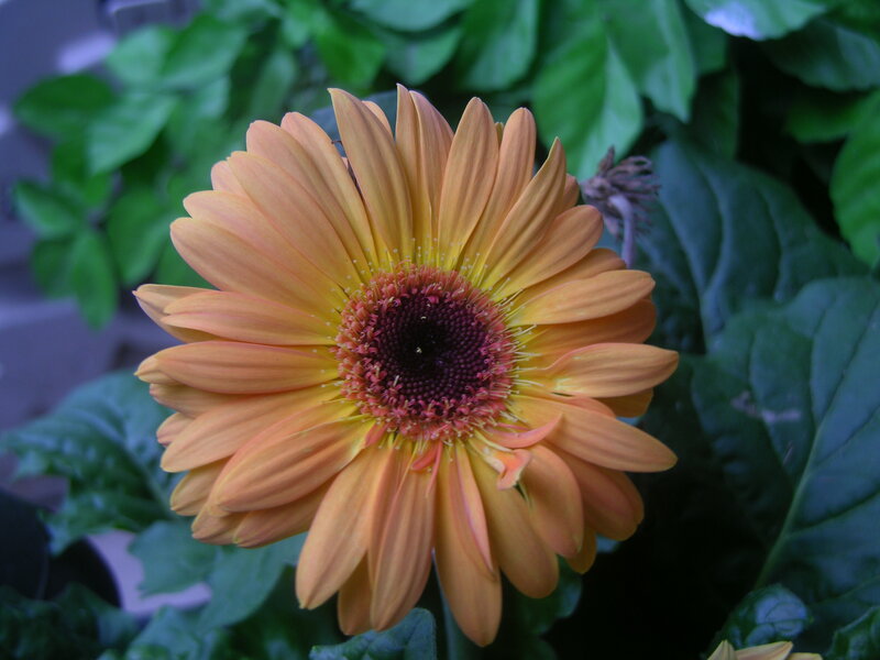 orange daisy flower