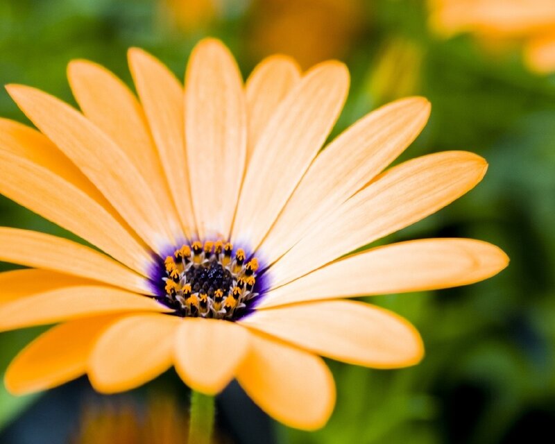 Orange Daisy Flower — Afternoon