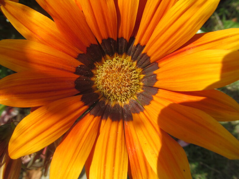 Orange Daisy Flower — Bright, Afternoon