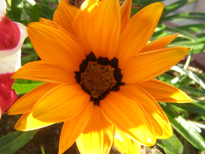 Orange Daisy Flower — Bright