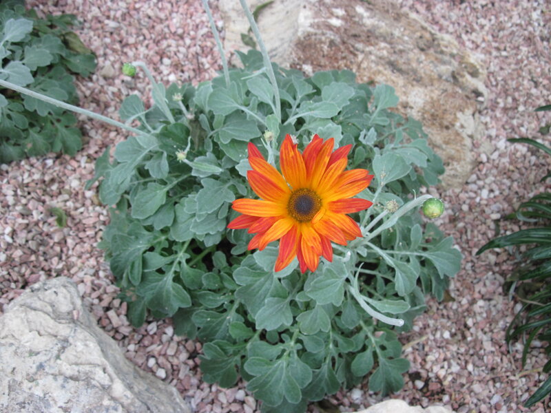 Orange Daisy Flower — Calm, Afternoon, Photograph, Green Leaves