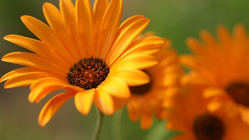 Orange Daisy Flower — Calm, Afternoon, Photograph