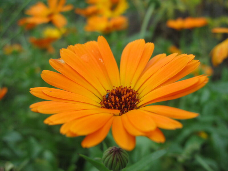 Orange Daisy Flower — Calm, Afternoon