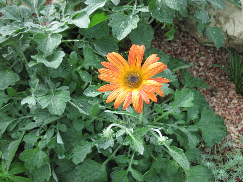 Orange Daisy Flower — Calm, Morning