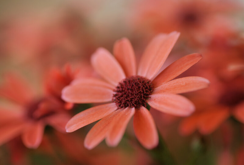 Orange Daisy Flower — Calm, Photograph, Petals, Center