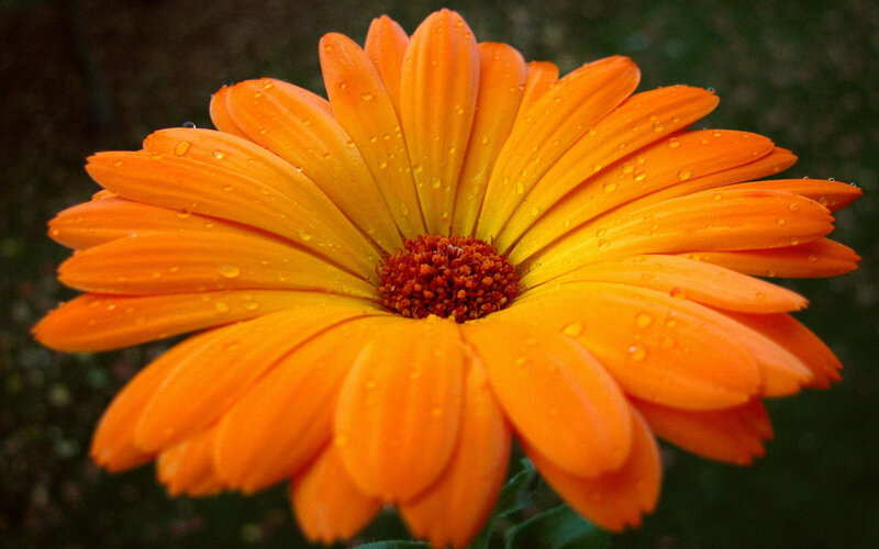Orange Daisy Flower — Calm, Photograph