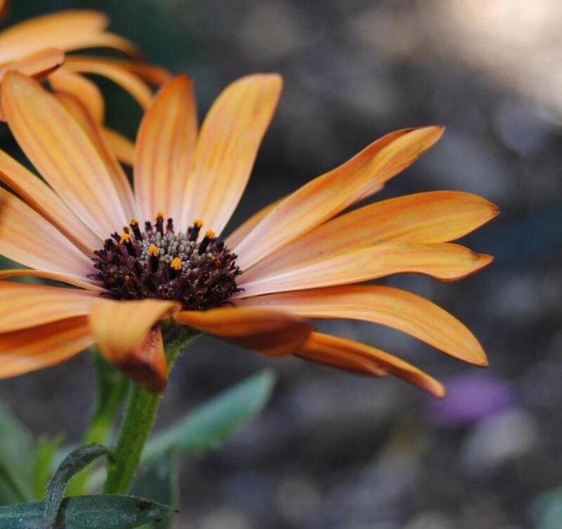 Orange Daisy Flower — Calm