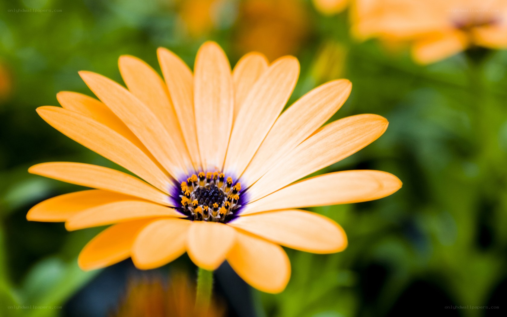 orange daisy flower close-up