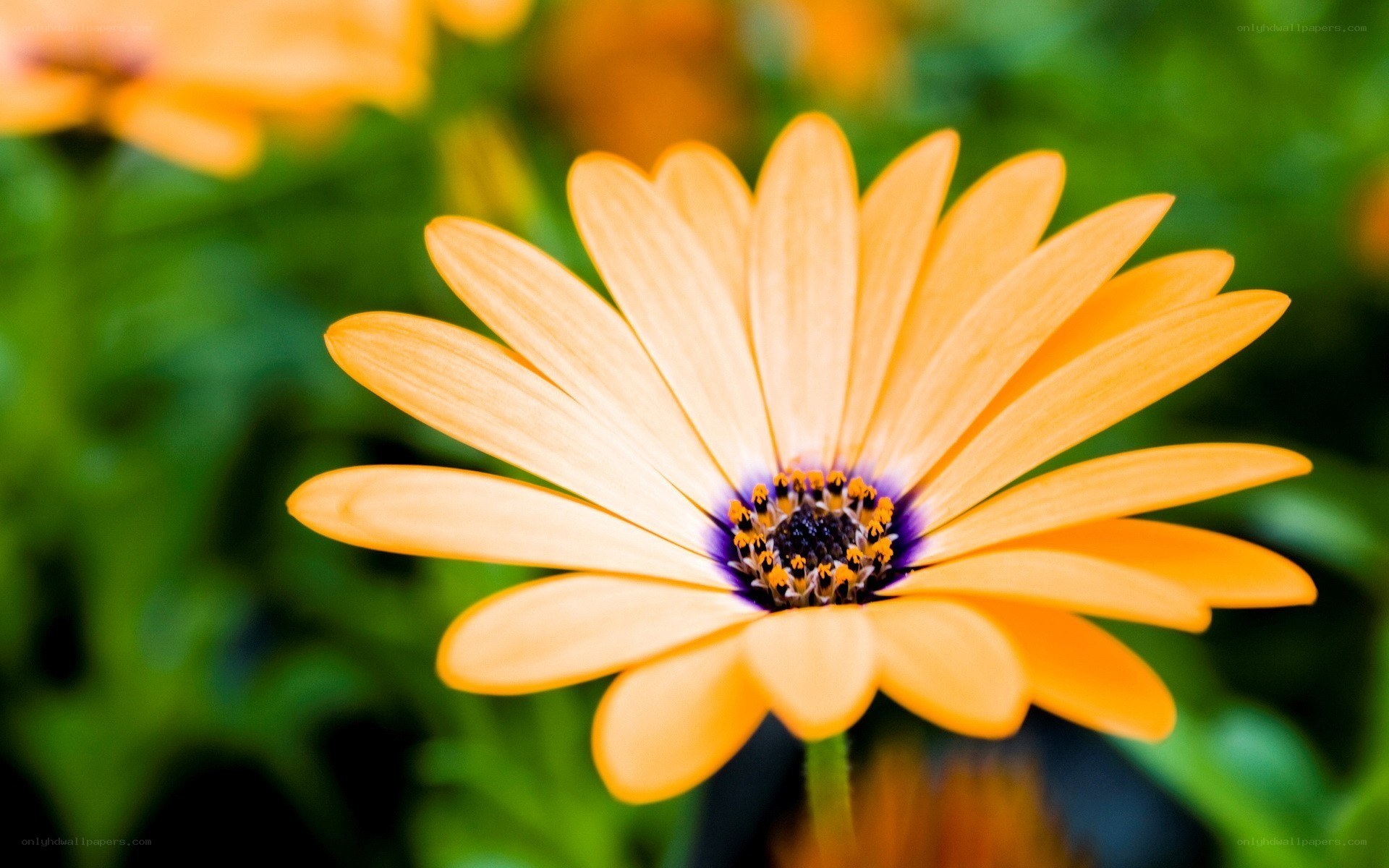 orange daisy flower close-up