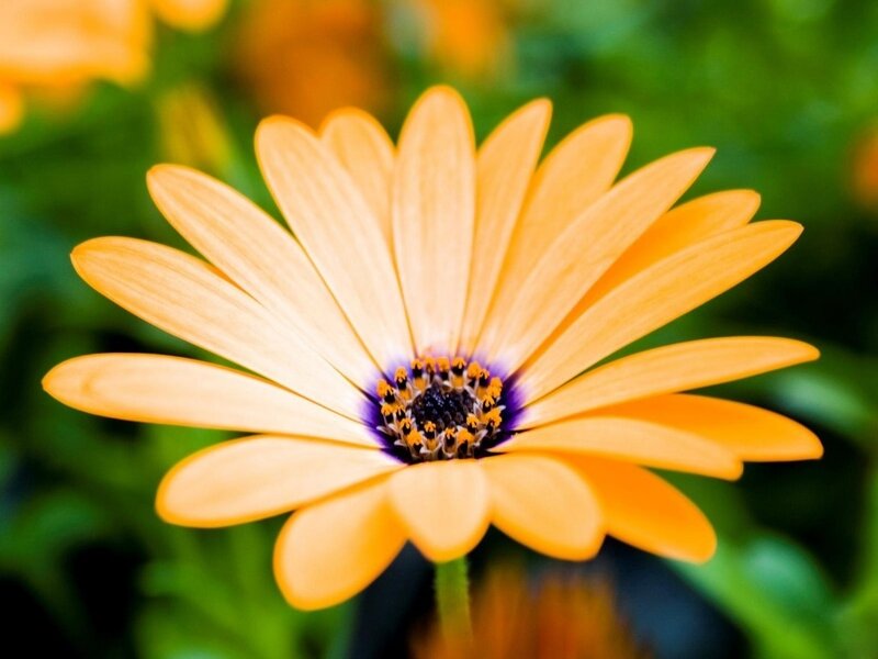 orange daisy flower close-up
