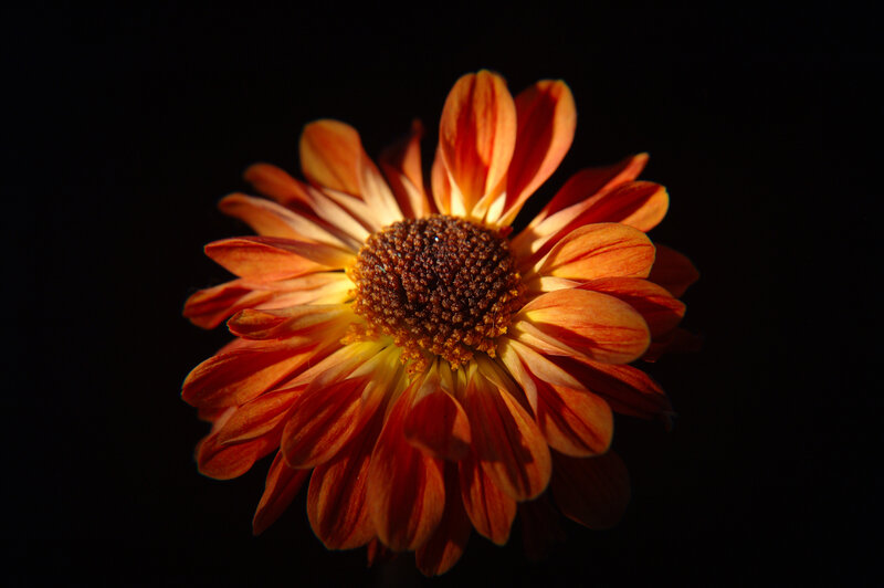 Orange Daisy Flower — Dramatic, Photograph, Center