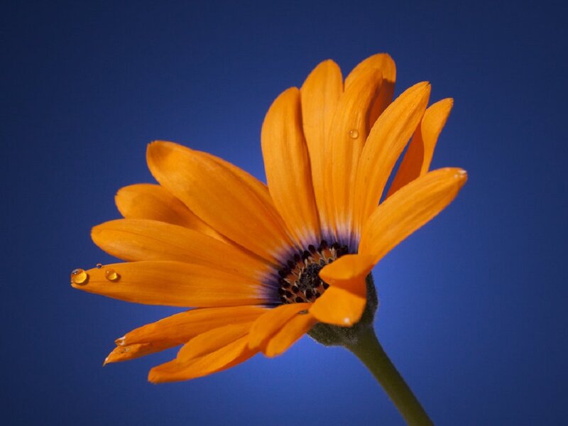 Orange Daisy Flower — Dramatic, Photograph, Petals, Stem