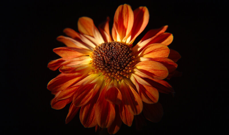 Orange Daisy Flower — Dramatic, Photograph, Petals