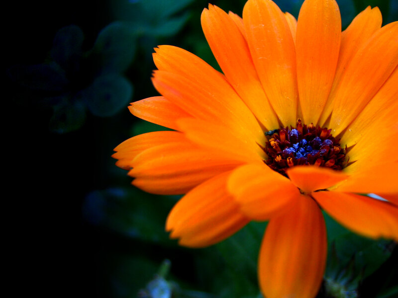 Orange Daisy Flower — Dramatic, Photograph
