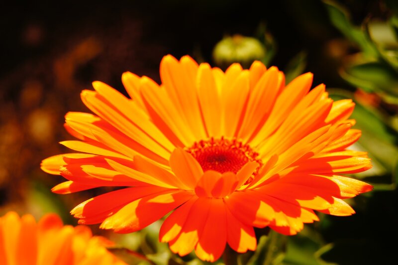 Orange Daisy Flower — Dramatic, Sunset