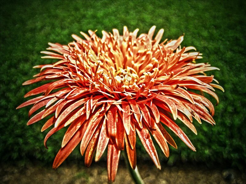 Orange Daisy Flower — Dramatic