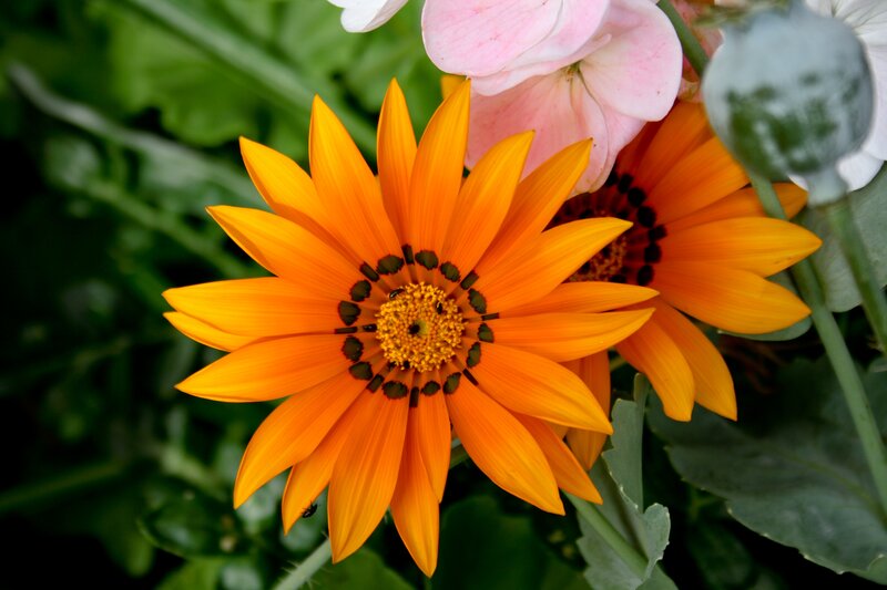 Orange Daisy Flower — Natural, Afternoon
