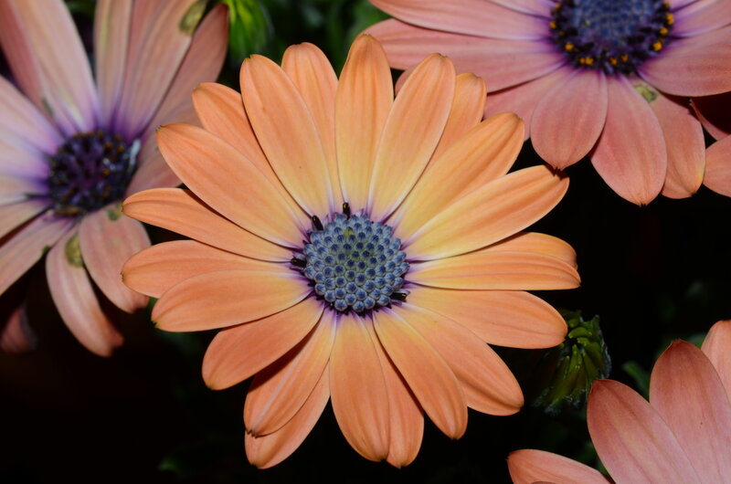 Orange Daisy Flower — Natural, Photograph
