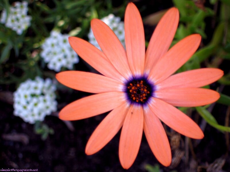 Orange Daisy Flower — Natural, Photograph, White Flowers