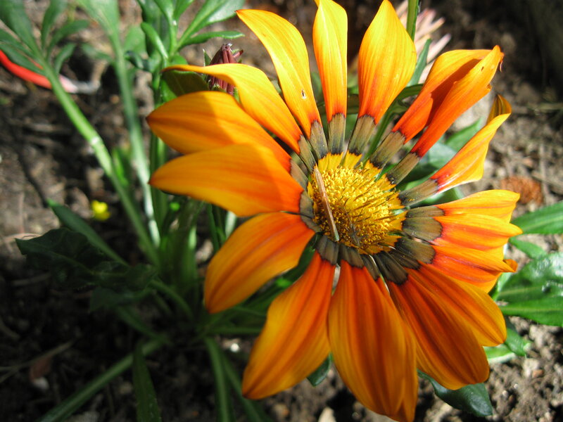 Orange Daisy Flower — Natural