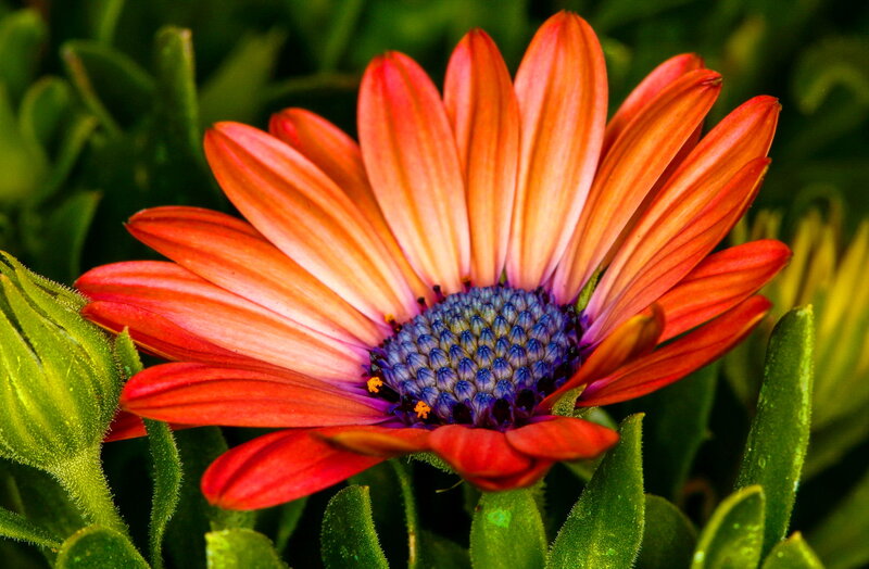 Orange Daisy Flower — Red