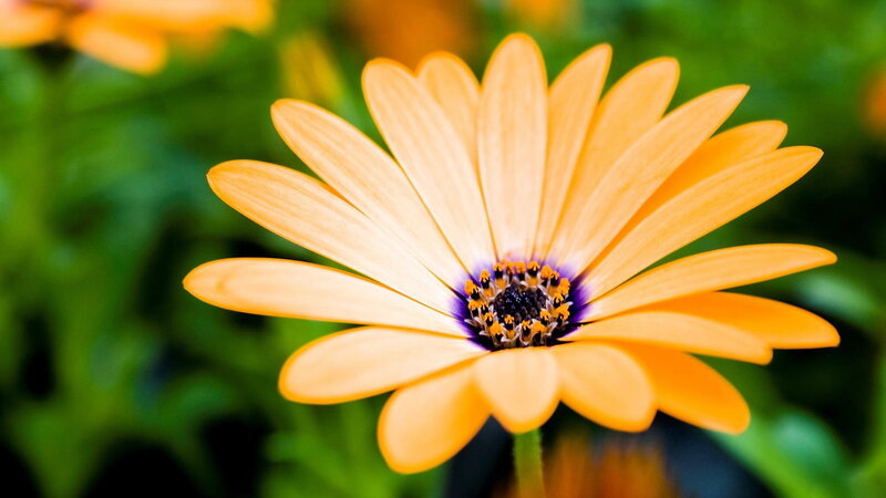Orange Daisy Flower — Serene, Afternoon, Photograph, Green Leaves, Flower Center, Green, Purple