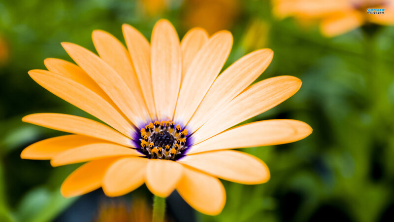 Orange Daisy Flower — Serene, Afternoon, Photograph, Green Leaves