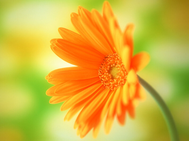 Orange Daisy Flower — Serene, Afternoon, Photograph, Stem