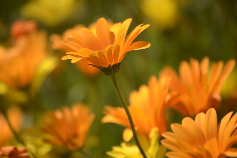 Orange Daisy Flower — Serene, Afternoon