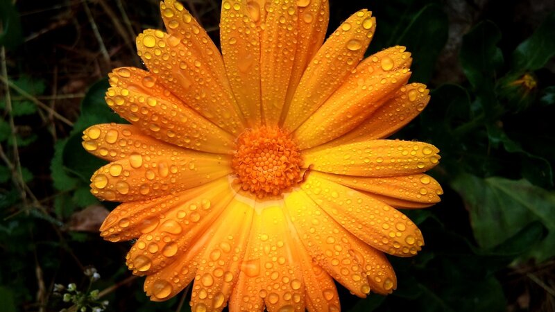 Orange Daisy Flower — Serene, Morning