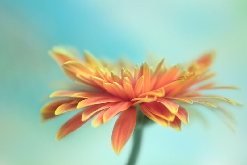 Orange Daisy Flower — Serene, Photograph