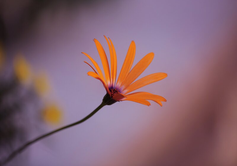 Orange Daisy Flower — Serene, Sunset