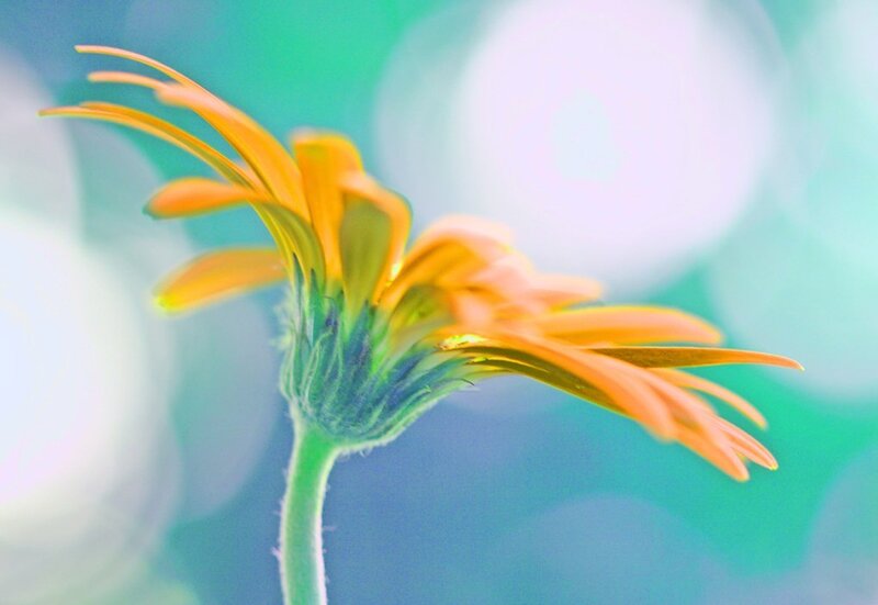 Orange Daisy Flower — Serene