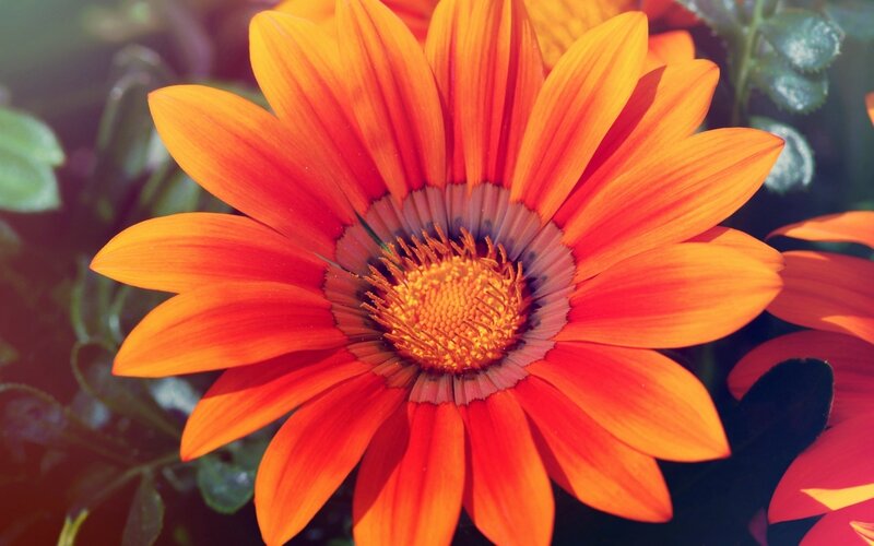 Orange Daisy Flower — Vibrant, Afternoon, Photograph, Petals, Leaves