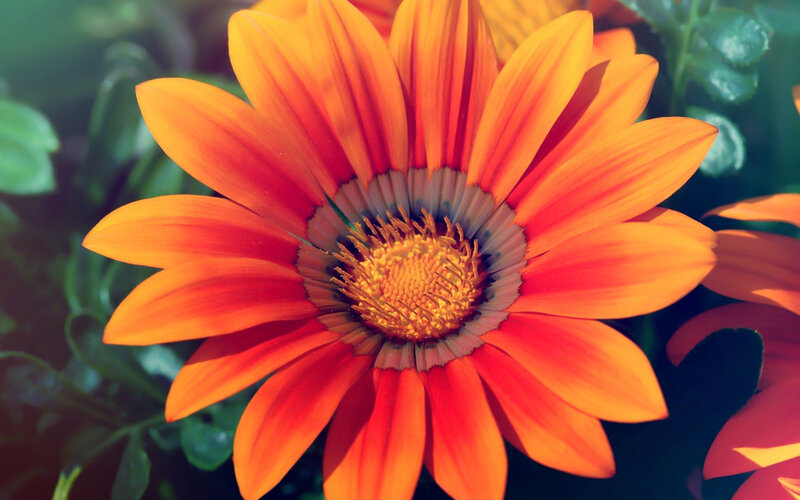 Orange Daisy Flower — Vibrant, Afternoon, Photograph